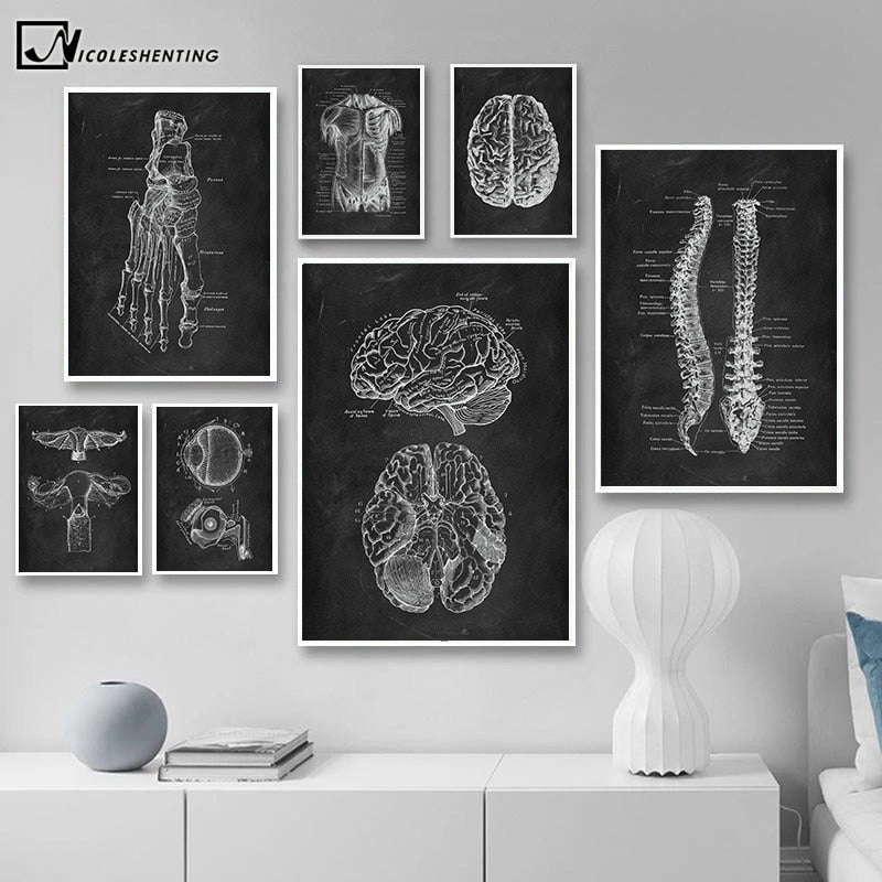Chalkboard Human Anatomy Poster
