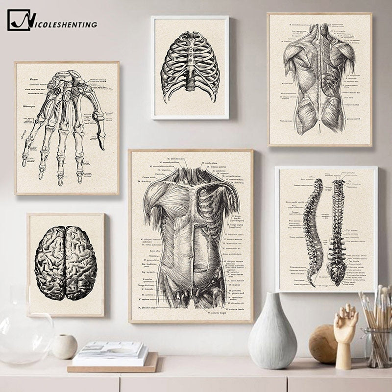 Human Anatomy Vintage Artwork